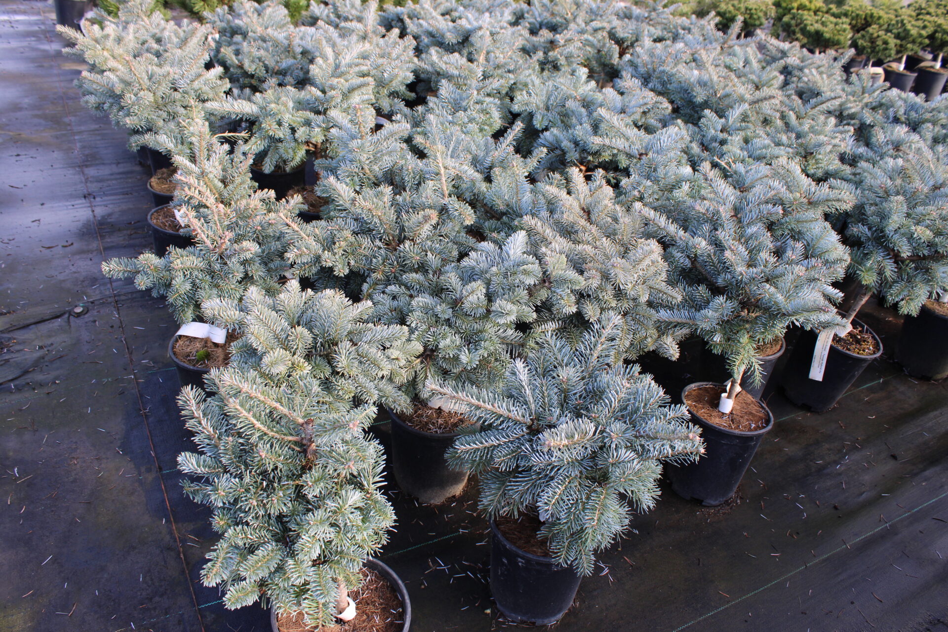 Abies koreana x lasiocarpa 